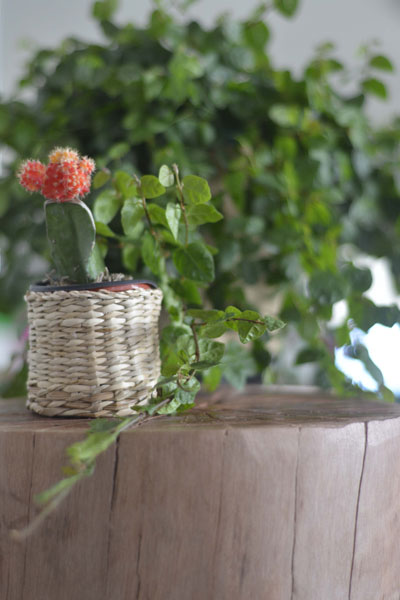 wood stool,Casa Studio, furniture Busselton, furniture Perth