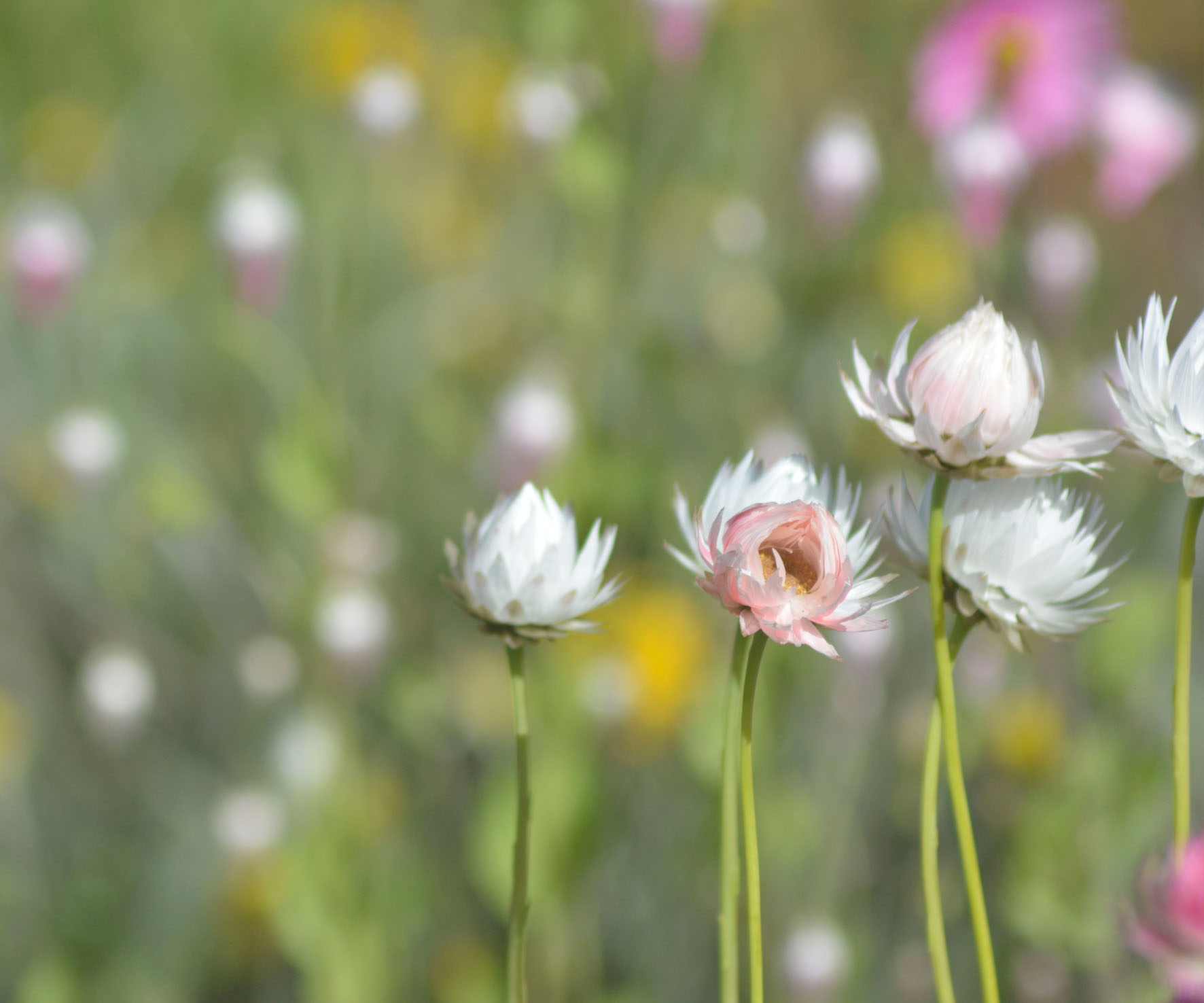 website design Busselton, website design Perth, Casa Studio, webdesign Busselton, webdesign Perth